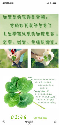 晓晓四叶草