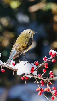 The redflanked bluetailed robin climbs the branch