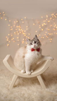 Cold knowledge that cats love bathing 83