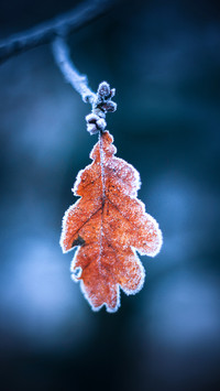 Winter scenery-06
