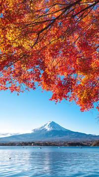 Do Japanese maple leaves look good 85