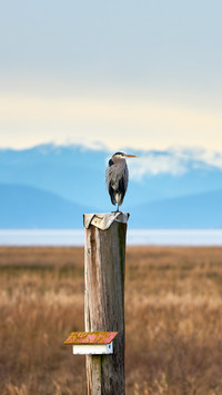 Sturgeon Banks Heron Richmond BC