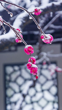 梅花香自苦寒来-拍信图库
