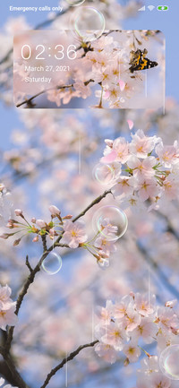 Cherry Blossom