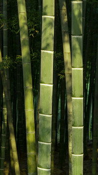 The bamboo shadows are so serene that they blend into the
