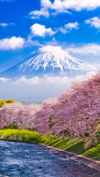 Mt. Fuji, Japan and river in Spring