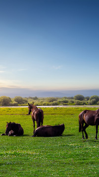 The herd of horses in xinjiang wetlands