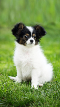 Dog90