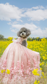 Teddy is not a dog breed