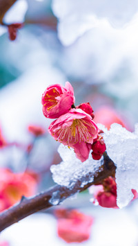 梅花香自苦寒来-拍信图库
