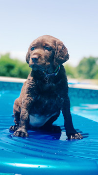 Cute Pups (5)