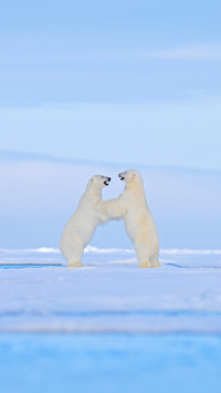 Polar Bear