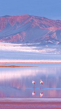 James's flamingo or Puna flamingo