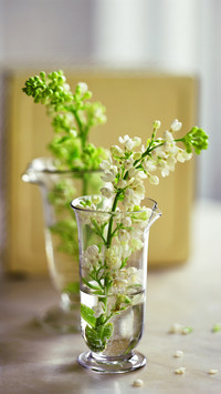 international-lilac