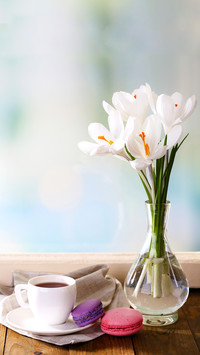 White crocus in vase on windowsill
