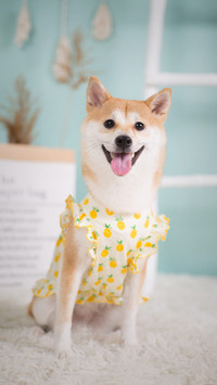 Is dogs having excessive hair loss sick