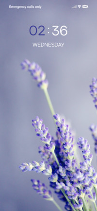 Lavender Flower