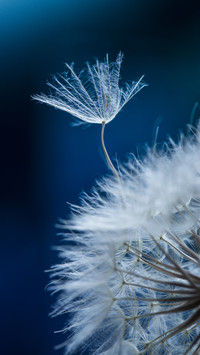 Dandelion know how much