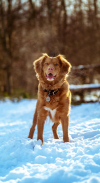 The Good Boy (11)