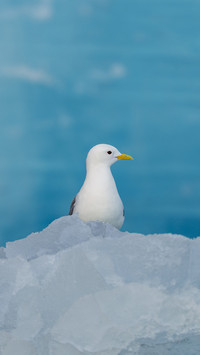 Seagulls sitting on ice floe in Svalbard
