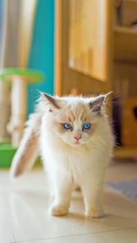 Make cats and cats sticky to humans