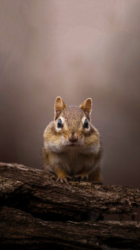 How squirrels find their inventory