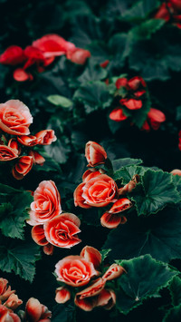 美丽的花朵-拍信图库