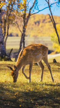 Animal owned camouflage colors 5