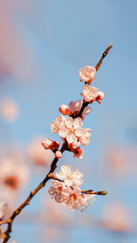 桃花依旧笑春风