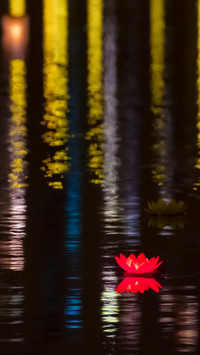 Moonlight in lotus pond-03