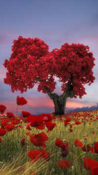 india-red tree