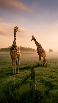 India-Giraffe