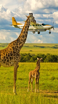 Grassland wildlife giraffe