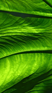 Mother Earth (17)