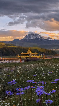 Encounter the tagong grassland