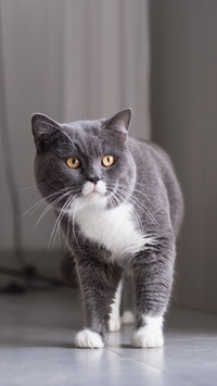 Is a cat that doesnt spit normal