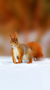 Squirrels foraging outside