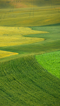 Green fields