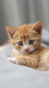 Cats at home alone 6