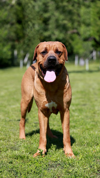 Fighting dog 60