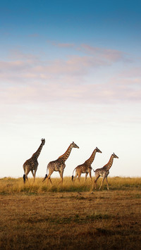 international_animal (7)
