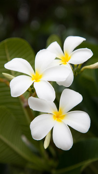 Flowers and plants