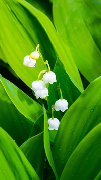 Spring scenery-06
