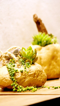 plant (4)