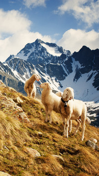 Goats on the mountain in the italian park