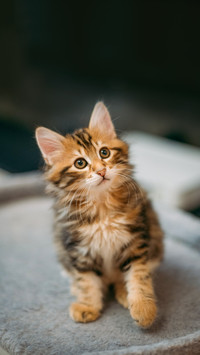 Portrait of a striped kitten of the Kuril bobtail at home