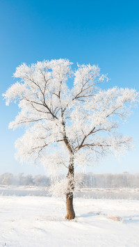 Polar scenery