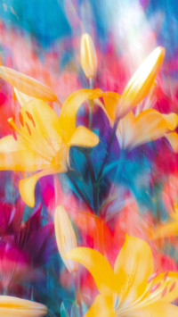 lily