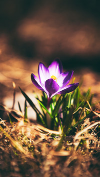 Purple crocuses in the field