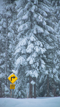 International-forest